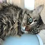 Chat, Felidae, Carnivore, Moustaches, Small To Medium-sized Cats, Museau, Domestic Short-haired Cat, Poil, Arbre, Terrestrial Animal, Maine Coon, Griffe, Patte, Door
