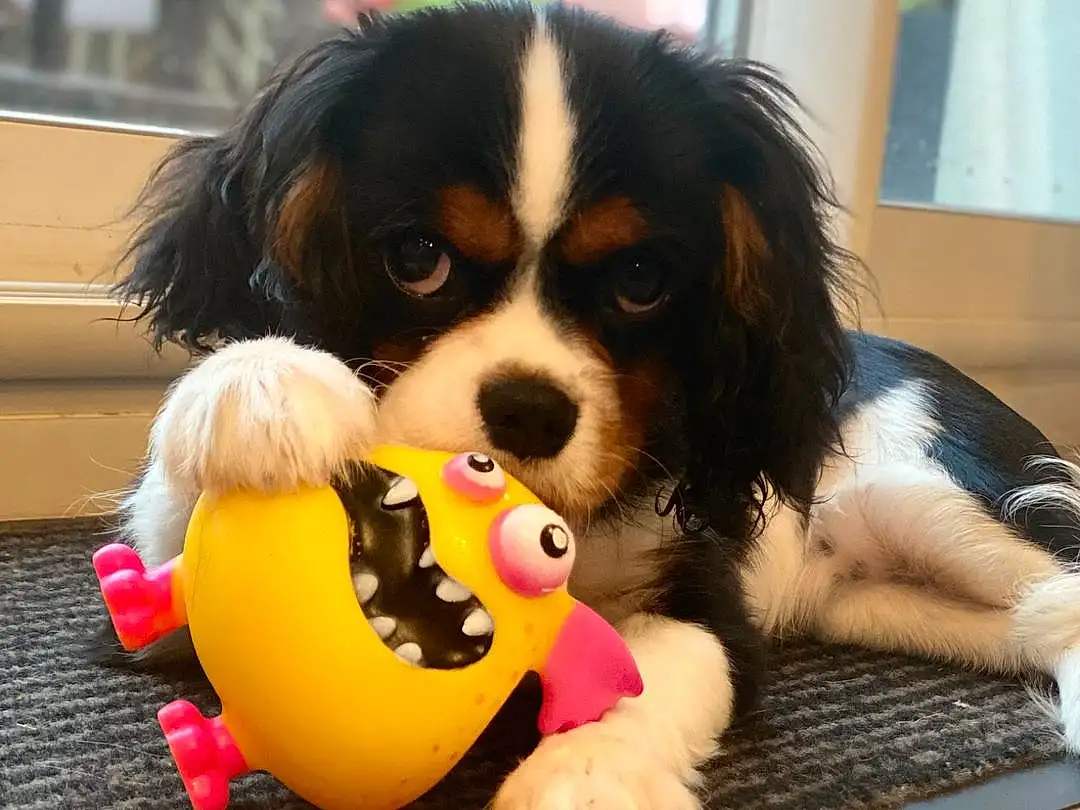 Chien, Race de chien, Cavalier King Charles Spaniel, Carnivore, FenÃªtre, Chien de compagnie, King Charles Spaniel, Ã‰pagneul, Toy Dog, Museau, Working Animal, Dog Supply, Jouets, Bois, Canidae, Poil, Working Dog, Baballe, PhalÃ¨ne
