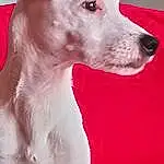 Chien, Canidae, Race de chien, Carnivore, Museau, Chien de compagnie, Rare Breed (dog), Ibizan Hound, Moustaches, Fox Terrier, Non-sporting Group