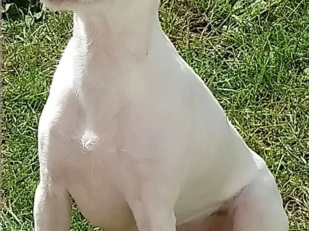 Chien, Race de chien, Canidae, Dogo Guatemalteco, Carnivore, Dogo Argentino, Old English Terrier, Chien de compagnie, Non-sporting Group, Queue, Rare Breed (dog), Gull Terr, Cordoba Fighting Dog, Bull And Terrier, Ancient Dog Breeds, Rajapalayam