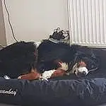 Canidae, Chien, Bernese Mountain Dog, Race de chien, Chien de compagnie, Comfort, Carnivore, Chat, Sieste, Couch, Meubles, Bed