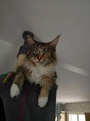 Nom Maine Coon Chat Ocean