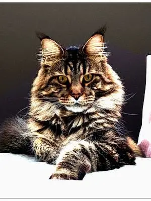 Nom Maine Coon Chat Popeye