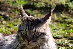Nom Maine Coon Chat Pouky