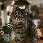 Chat, Plante, Flowerpot, Houseplant, Felidae, Carnivore, Grey, Moustaches, Table, Small To Medium-sized Cats, Museau, Fenêtre, Domestic Short-haired Cat, Poil, Bois, Queue, Terrestrial Animal, Assis, Hardwood