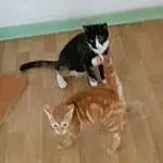 Chat, Felidae, Carnivore, Bois, Small To Medium-sized Cats, Faon, Moustaches, Hardwood, Comfort, Queue, Wood Stain, Laminate Flooring, Museau, Wood Flooring, Domestic Short-haired Cat, Poil, Varnish, Room, Patte