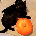 Chat, Chats noirs, Moustaches, Museau, Halloween, Pumpkin, Chatons