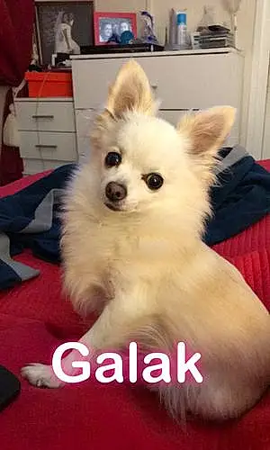 Nom Chihuahua Chien Galak
