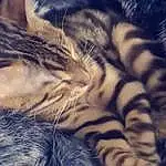 Chat, Small To Medium-sized Cats, Felidae, Moustaches, Poil, Chat tigrÃ©, European Shorthair, Dragon Li, Carnivore, American Shorthair, Pixie-bob, Egyptian Mau, Museau, Domestic Short-haired Cat, Asiatique, Patte, Griffe, Chatons, Bengal, Toyger
