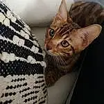 Chat, Small To Medium-sized Cats, Felidae, Moustaches, Carnivore, Ocicat, Bengal, Asiatique, European Shorthair, Egyptian Mau, Chat tigrÃ©, Toyger, Chatons, Dragon Li, Sokoke, Poil, Domestic Short-haired Cat