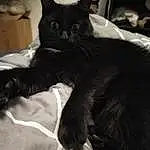 Chat, Chats noirs, Black, Small To Medium-sized Cats, Felidae, Moustaches, Carnivore, Poil, Black-and-white, Queue, Asiatique, Domestic Short-haired Cat, Griffe, Oreille, Chatons