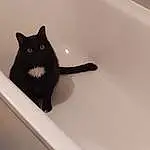 Chat, Chats noirs, Black, Small To Medium-sized Cats, Felidae, Bathtub, Moustaches, Carnivore, Plumbing Fixture, Room, Domestic Short-haired Cat, Queue