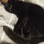 Chat, Chats noirs, Small To Medium-sized Cats, Black, Felidae, Moustaches, Carnivore, Poil, Queue, Black-and-white, Sieste, Domestic Short-haired Cat, Sleep, Asiatique