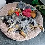 Chat, Felidae, Carnivore, Small To Medium-sized Cats, Moustaches, Race de chien, Comfort, Chien de compagnie, Queue, Canidae, Domestic Short-haired Cat, Patte, Sieste, Poil, Griffe, Cat Supply, Cat Bed, Sleep, Chapi Chapo