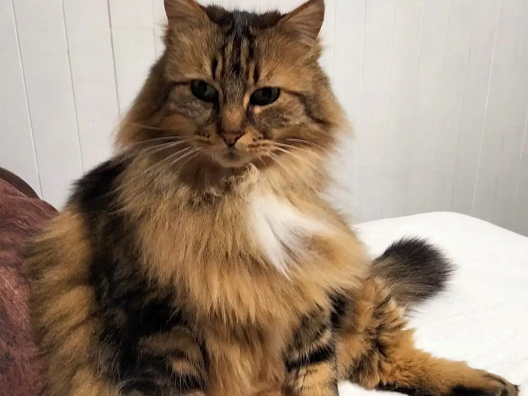 Chat, Carnivore, Felidae, Small To Medium-sized Cats, Moustaches, Faon, Maine Coon, Museau, Queue, Terrestrial Animal, British Longhair, Poil, NorvÃ©gien, Griffe, Patte, Assis, SibÃ©rien