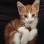 Chat, Small To Medium-sized Cats, Moustaches, Felidae, Chatons, Carnivore, Chat de l’Egée, American Wirehair, Yeux, Chat tigré, Asiatique, European Shorthair, Domestic Short-haired Cat, Polydactyl Cat, Arabian Mau, Poil, Ojos Azules, Faon