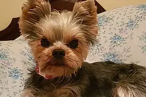 Nom Yorkshire Terrier Chien Nyna