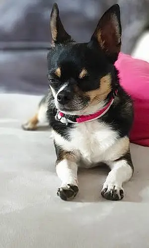 Nom Chihuahua Chien Mishka