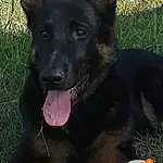 Chien, Plante, Carnivore, Race de chien, Herbe, Herding Dog, Museau, Working Animal, Chien de compagnie, King Shepherd, Guard Dog, Terrestrial Animal, Working Dog, Canis, Non-sporting Group