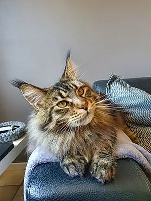 Nom Maine Coon Chat Packo