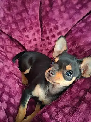 Chihuahua Chien Stella
