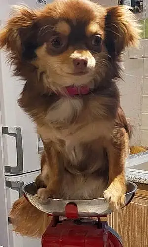 Nom Chihuahua Chien Tyna