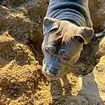 Rhinoceros, Carnivore, Indian Rhinoceros, Faon, Terrestrial Animal, Black Rhinoceros, Museau, Wrinkle, Moustaches, Landscape, Soil, Sumatran Rhinoceros, White Rhinoceros, Foot, Horn, Livestock, Suidae, Rock, Sand