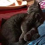 Chat, Small To Medium-sized Cats, Felidae, Bleu russe, Korat, Chats noirs, Moustaches, Chartreux, Nebelung, Carnivore, Sieste, Asiatique, Museau, Domestic Short-haired Cat, Queue, Griffe, Comfort, Havana Brown, Poil, Sleep