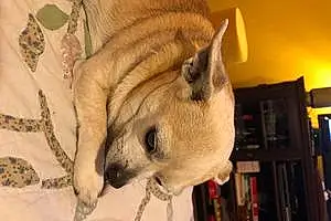 Chihuahua Chien Honil