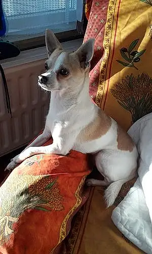 Nom Chihuahua Chien Nachos