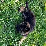 Plante, Carnivore, Race de chien, Fleur, Felidae, Herbe, Small To Medium-sized Cats, Groundcover, Terrestrial Animal, Queue, Chat, Canidae, Arbre, Shrub, Poil, Domestic Short-haired Cat, Herbaceous Plant