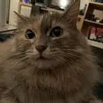 Chat, Small To Medium-sized Cats, Felidae, Moustaches, Domestic Long-haired Cat, SibÃ©rien, Carnivore, NorvÃ©gien, Asian Semi-longhair, Chatons, Maine Coon, Ragamuffin, American Curl, Nebelung, British Semi-longhair, Cymric, Asiatique, British Longhair