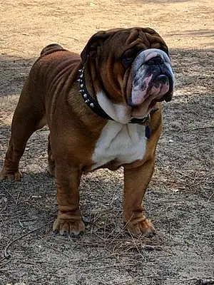 Nom Bulldog Chien Oskar