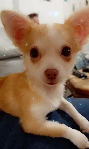 Nom Chihuahua Chien Kaïla