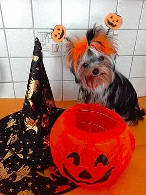 Halloween Yorkshire Terrier Chien Rosy