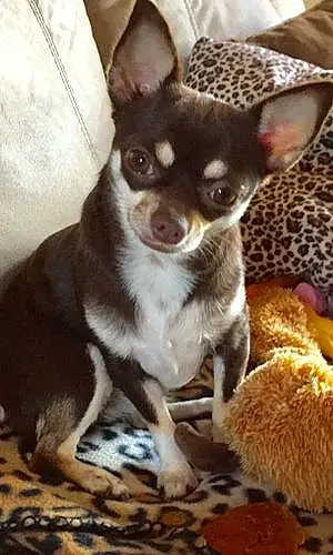 Nom Chihuahua Chien Tania