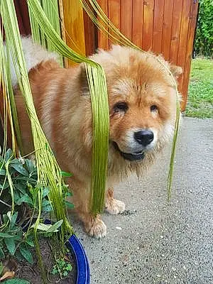 Nom Chow Chow Chien Nelly