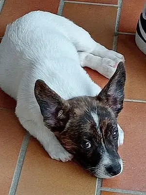 Nom Jack Russell Chien Uggy