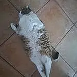 Carnivore, Felidae, Moustaches, Small To Medium-sized Cats, Race de chien, Faon, Museau, Queue, Chien de compagnie, Tile Flooring, Poil, Patte, Domestic Short-haired Cat, Canidae, Griffe, Road Surface, Shadow