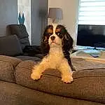 Chien, Meubles, Race de chien, Carnivore, Comfort, Couch, Chien de compagnie, Faon, Chair, Living Room, Toy Dog, Door, Working Animal, House, Cavalier King Charles Spaniel, Peripheral, Liver