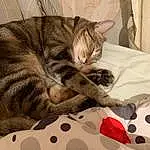 Chat, Small To Medium-sized Cats, Felidae, Moustaches, Chat tigrÃ©, European Shorthair, Carnivore, American Shorthair, Chatons, Poil, Ocicat, Domestic Short-haired Cat, Asiatique, Egyptian Mau, Dragon Li, Bengal, Sieste, Bed Sheet, Comfort