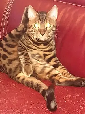 Nom Bengal Chat Tito