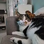 Chat, Comfort, Carnivore, Grey, Felidae, Moustaches, Small To Medium-sized Cats, Museau, Queue, Poil, Domestic Short-haired Cat, Shelf, Patte, Cat Supply, Kitchen Appliance, Room, Terrestrial Animal, Assis, Serveware