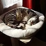 Chat, Comfort, Felidae, Carnivore, Small To Medium-sized Cats, Moustaches, Queue, Poil, Domestic Short-haired Cat, Cat Bed, Cat Supply, Room, Griffe, Chien de compagnie, FenÃªtre, Terrestrial Animal, Canidae, Patte, Sieste
