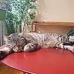 Table, Plante, Chat, Comfort, Carnivore, Felidae, Moustaches, Arbre, Small To Medium-sized Cats, Bois, Queue, Domestic Short-haired Cat, Poil, Room, Hardwood, Houseplant, Studio Couch, Herbe, Terrestrial Animal