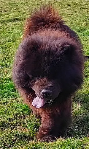 Nom Chow Chow Chien Ino