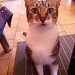 Chat, Small To Medium-sized Cats, Felidae, Moustaches, Carnivore, Chat de lâ€™EgÃ©e, Domestic Short-haired Cat, Asiatique, European Shorthair, Chatons, American Wirehair, Singapura, Javanese, Faon, Queue, Polydactyl Cat
