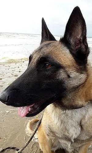 Nom Berger Malinois Chien Orca