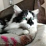 Chat, Felidae, Carnivore, Small To Medium-sized Cats, Fenêtre, Moustaches, Museau, Comfort, Queue, Poil, Domestic Short-haired Cat, Patte, Foot, Griffe, Eyelash, Cat Furniture, Assis