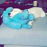 Bleu, Stuffed Toy, Teddy Bear, Peluches, Jouets, Textile, Canidae, Poodle